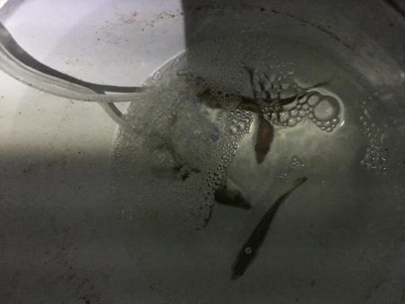 青物の活性が低い